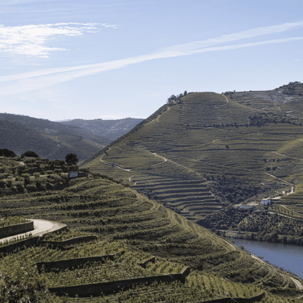 Quinta do Seixo Harvest